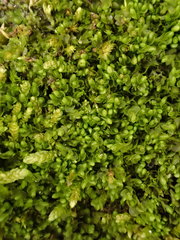 Jungermannia atrovirens