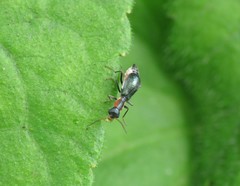 Cyrtosus cyanipennis