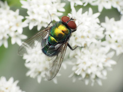Lucilia illustris