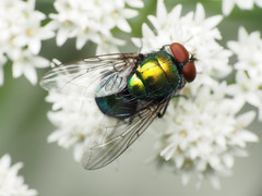 Lucilia illustris
