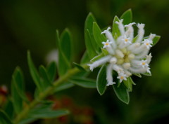 Lasiosiphon calocephalus