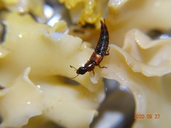 Raphirus