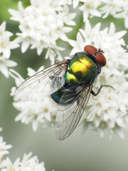 Lucilia illustris