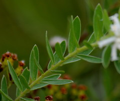 Lasiosiphon calocephalus