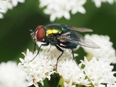 Lucilia illustris