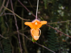 Columnea strigosa