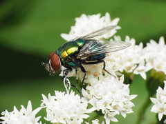 Lucilia illustris