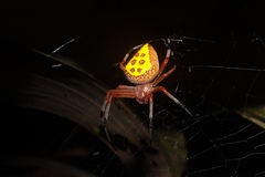 Eriophora nephiloides