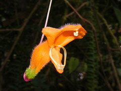 Columnea strigosa