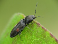 Cardiophorus biguttatus