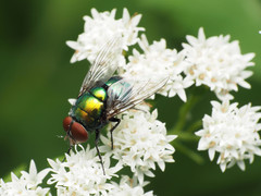 Lucilia illustris