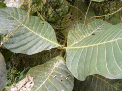 Condamineeae