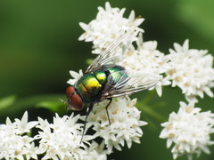 Lucilia illustris