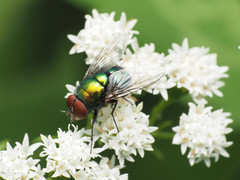 Lucilia illustris