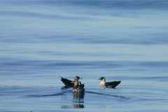 Stercorarius pomarinus