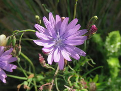 Lactuca perennis