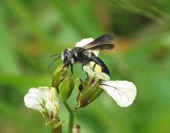 Andrena agilissima