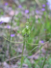 Pterostylis longicornis