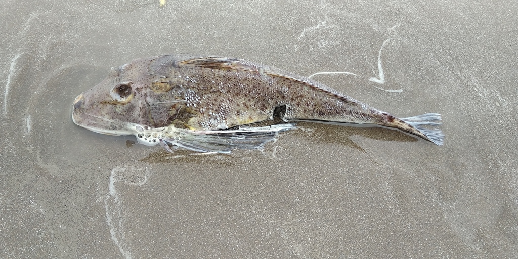 Bluewing Searobin