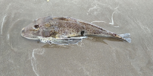 Atlantic searobin (Prionotus punctatus) — Triglidae — 2