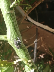 Phidippus audax