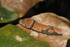Papilio menatius victorinus