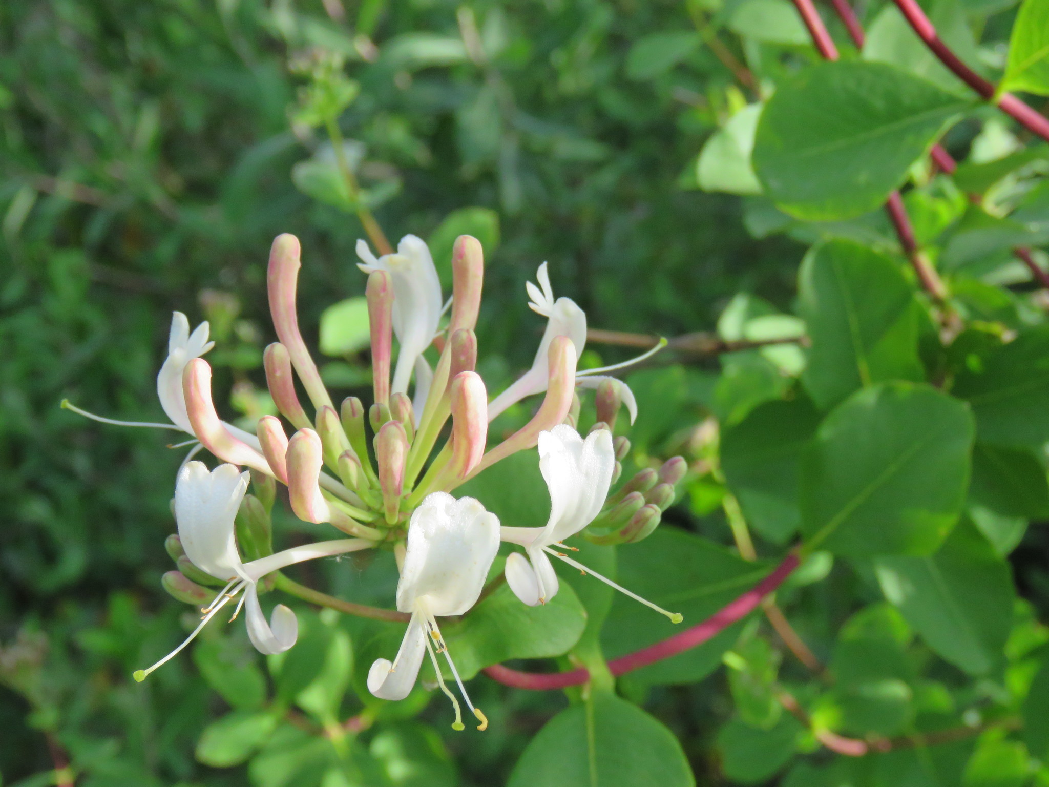 Lonicera etrusca