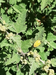 Nezara viridula