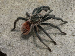Dugesiella anitahoffmannae