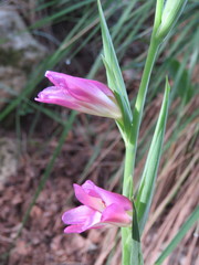 Gladiolus illyricus