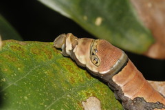 Papilio menatius victorinus