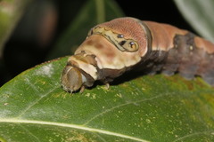 Papilio menatius victorinus