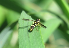 Xanthogramma marginale