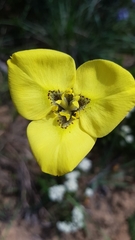 Moraea bellendenii