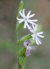 Silene nocturna