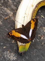 Adelpha cytherea