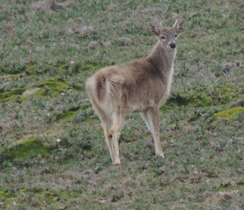 Odocoileus virginianus image