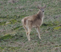 Odocoileus virginianus ustus
