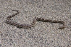 Pantherophis emoryi