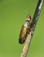 Dorycera graminum