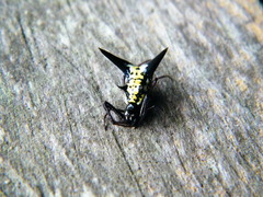 Micrathena raimondi