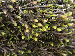 Schistidium rivulare