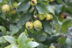 Crataegus gracilior