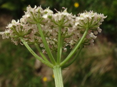 Mutellina purpurea