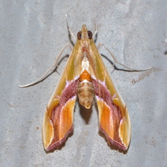 Agathodes monstralis
