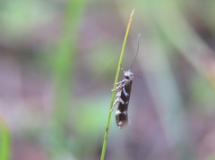 Eulamprotes wilkella