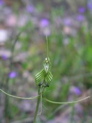 Pterostylis longicornis