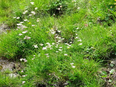 Mutellina purpurea