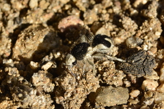 Traumatomutilla bifurca