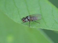 Anthomyia pluvialis